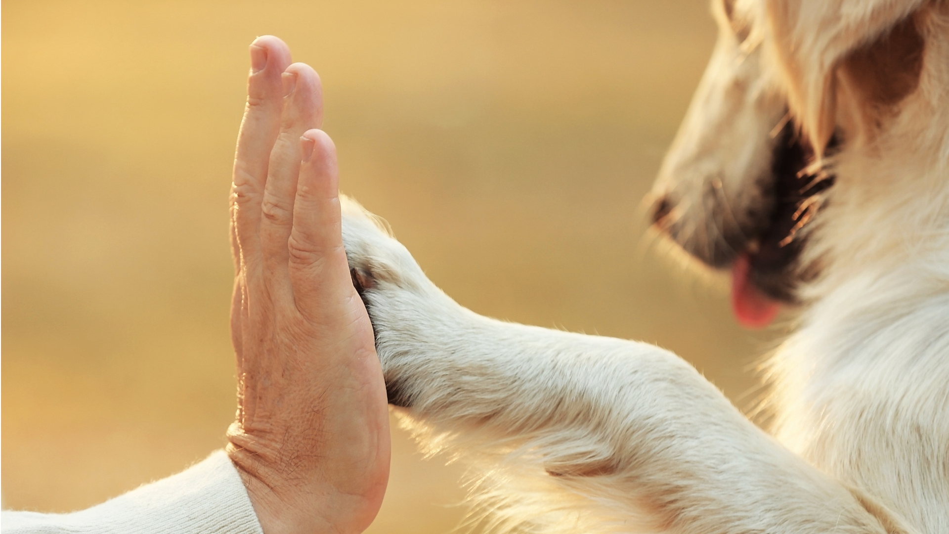 Dog and human high five - Petscribers