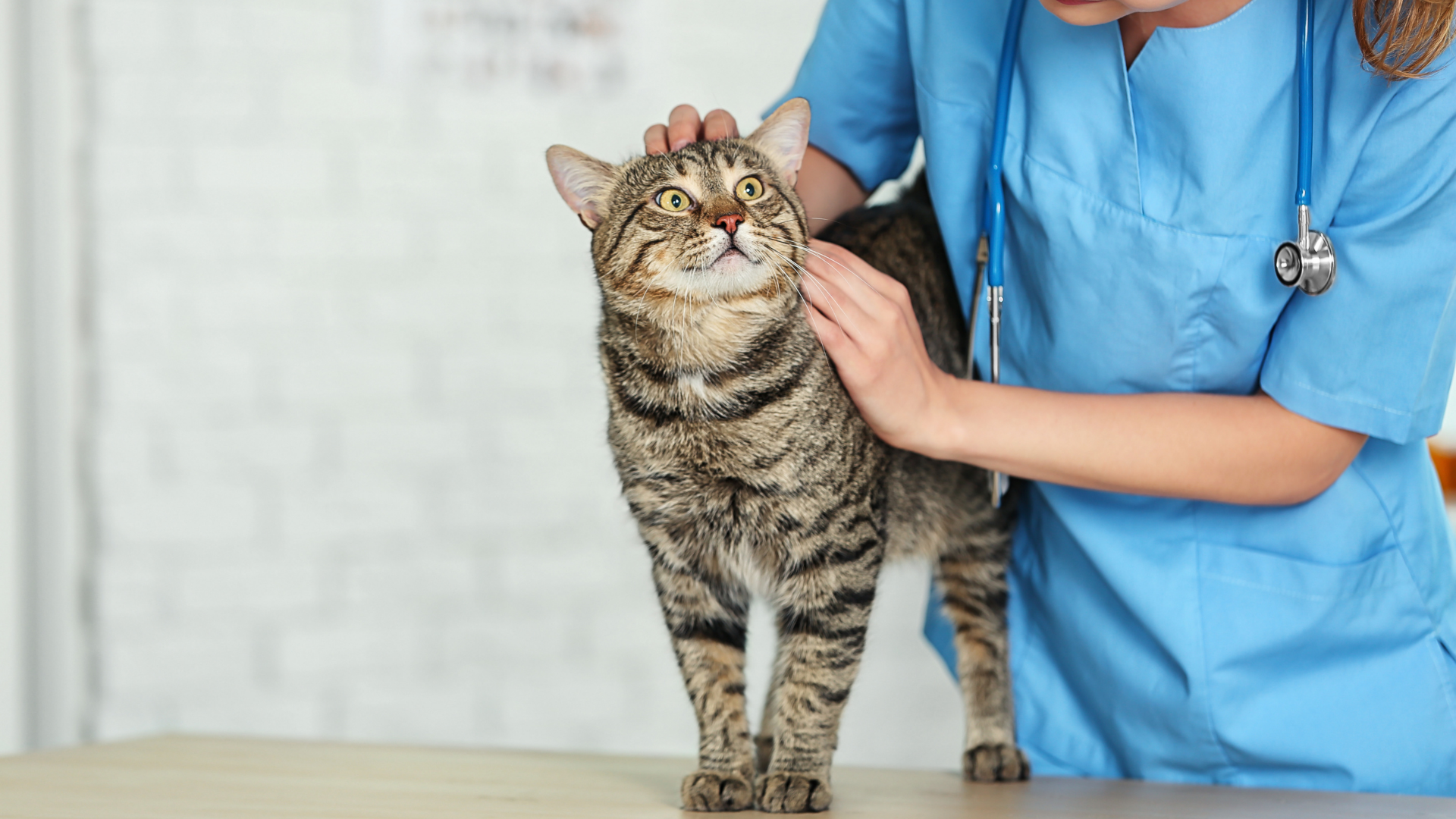 cat at the vet being stroked - Petscribers