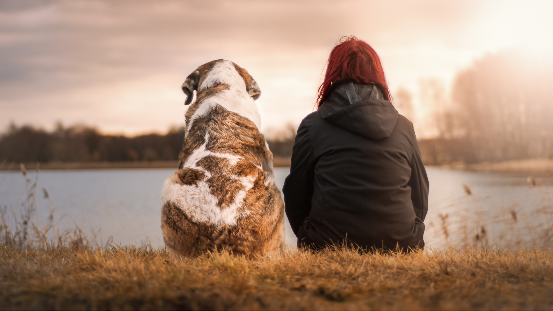 Cushing's Disease in dogs & treatments