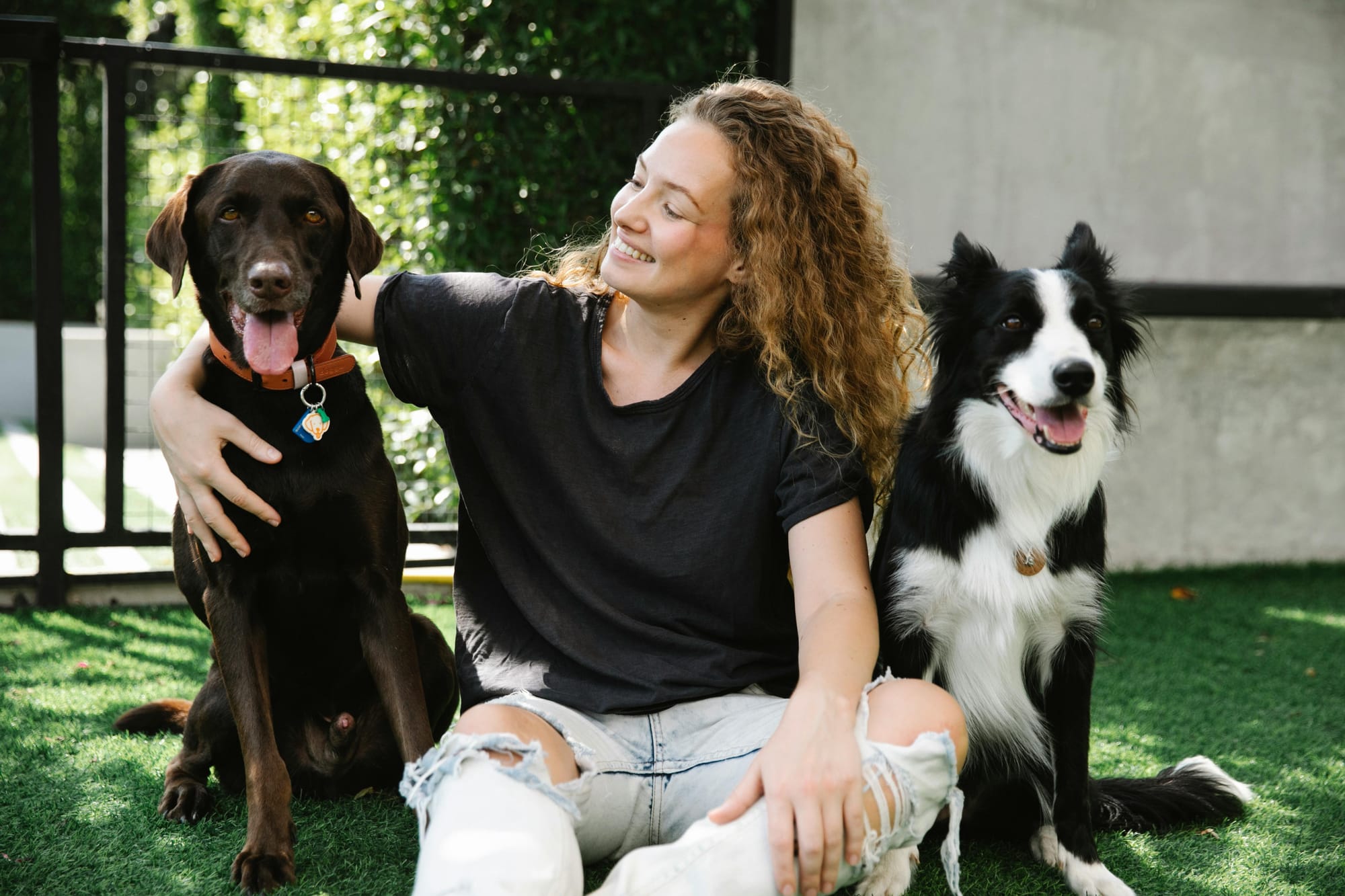 Dogs being well cared for - Petscribers