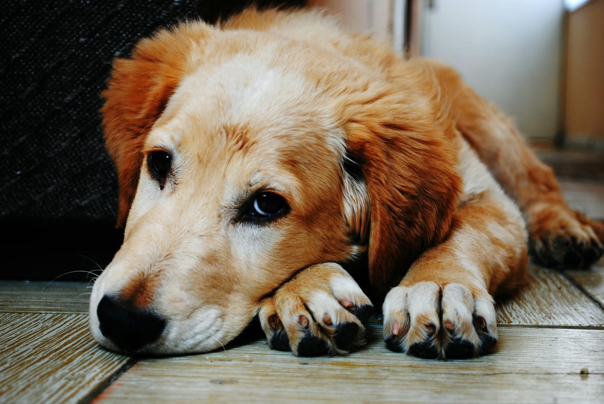 Dog feeling a little under the weather - Petscribers