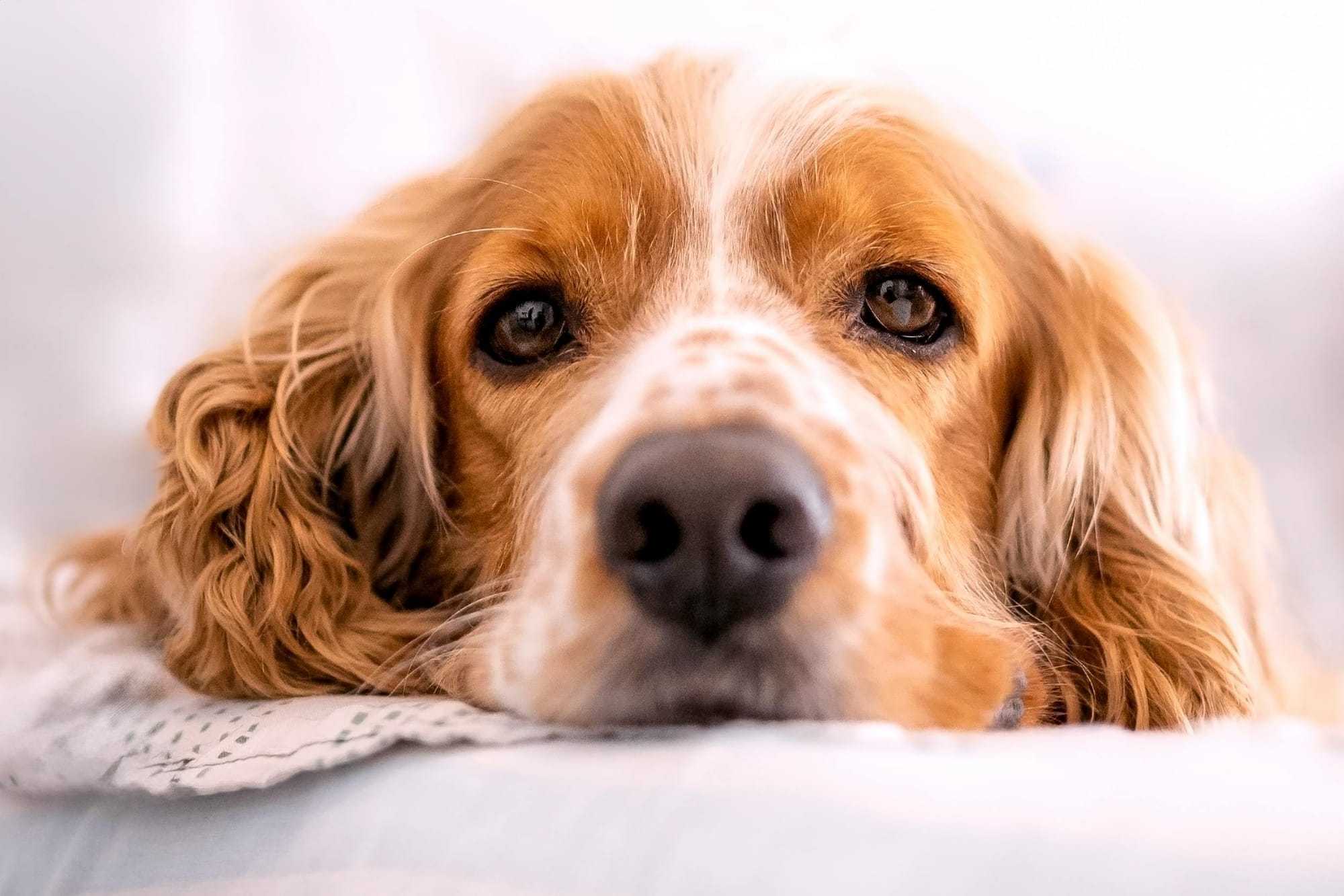 Cute cocker spaniel comfy