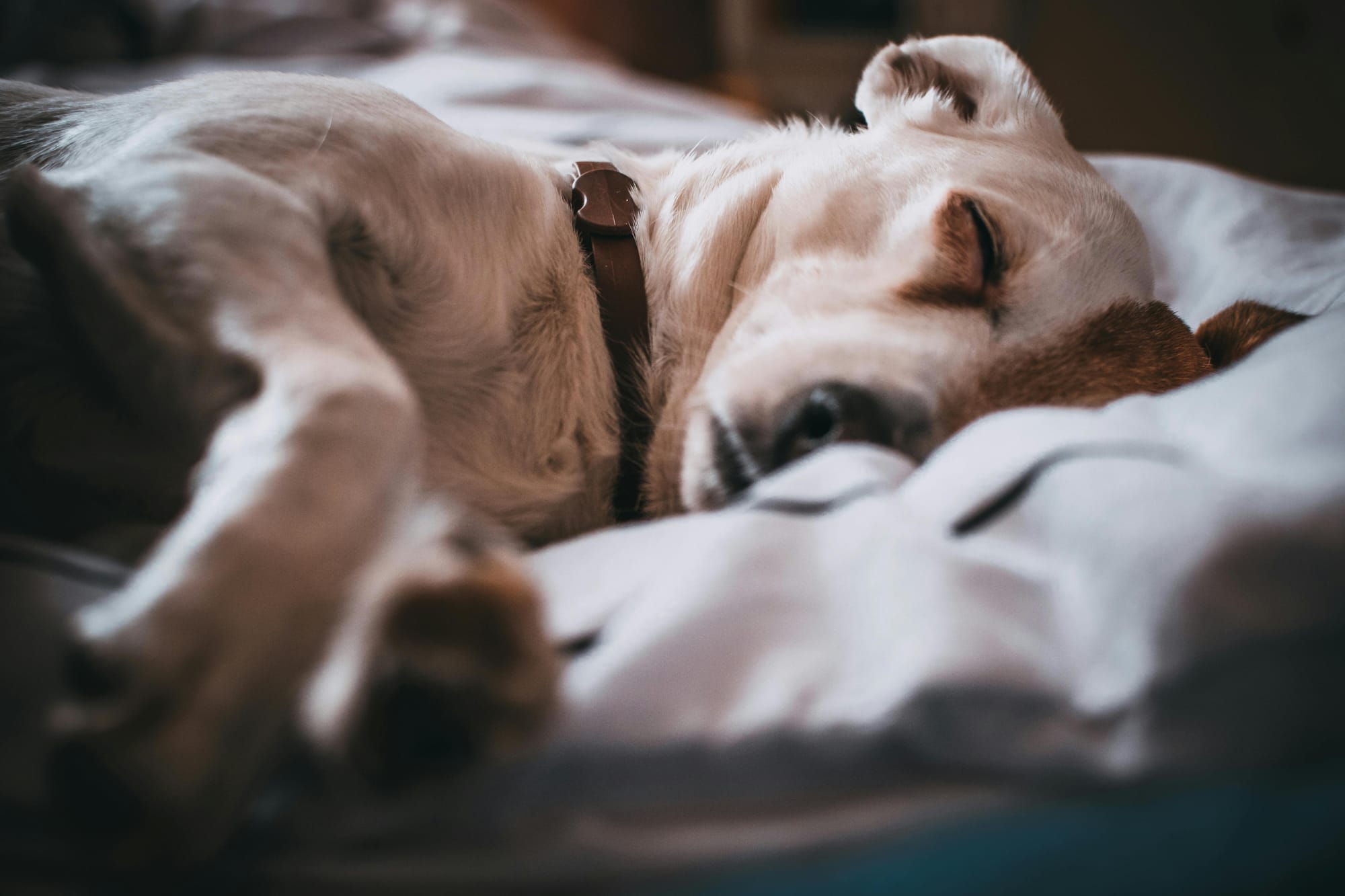 Dog sleeping on a bed - Petscribers