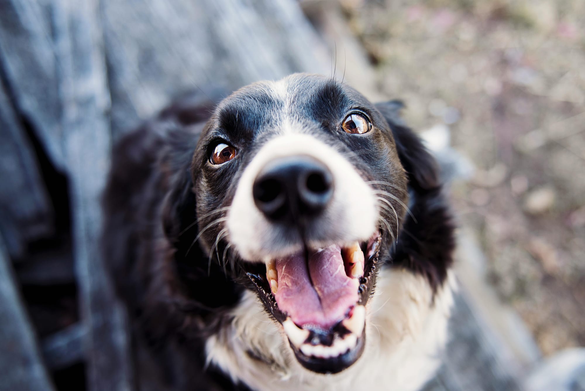 Happy dog outside - Petscribers