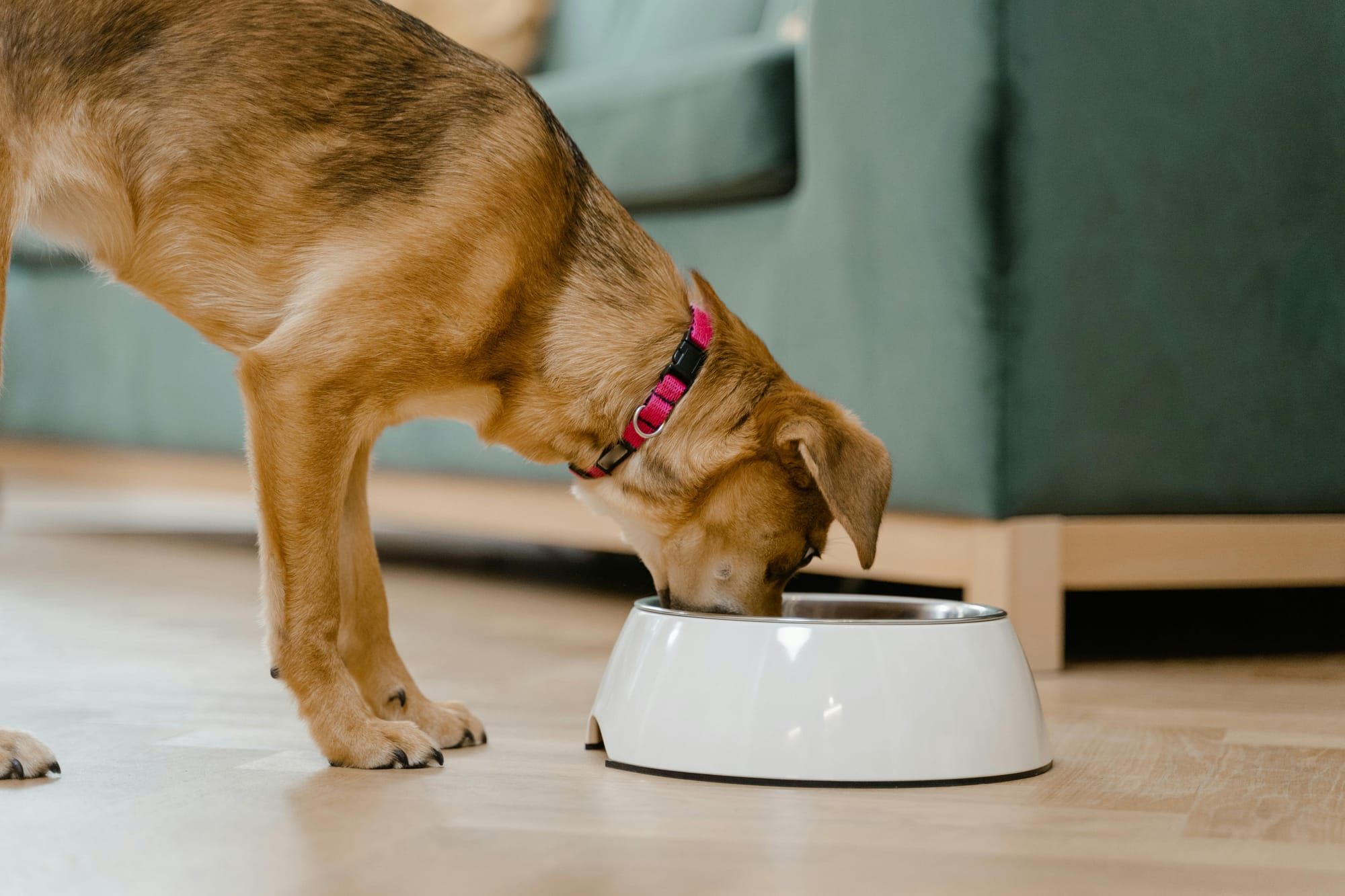 Dog eating his dinner - Petscribers