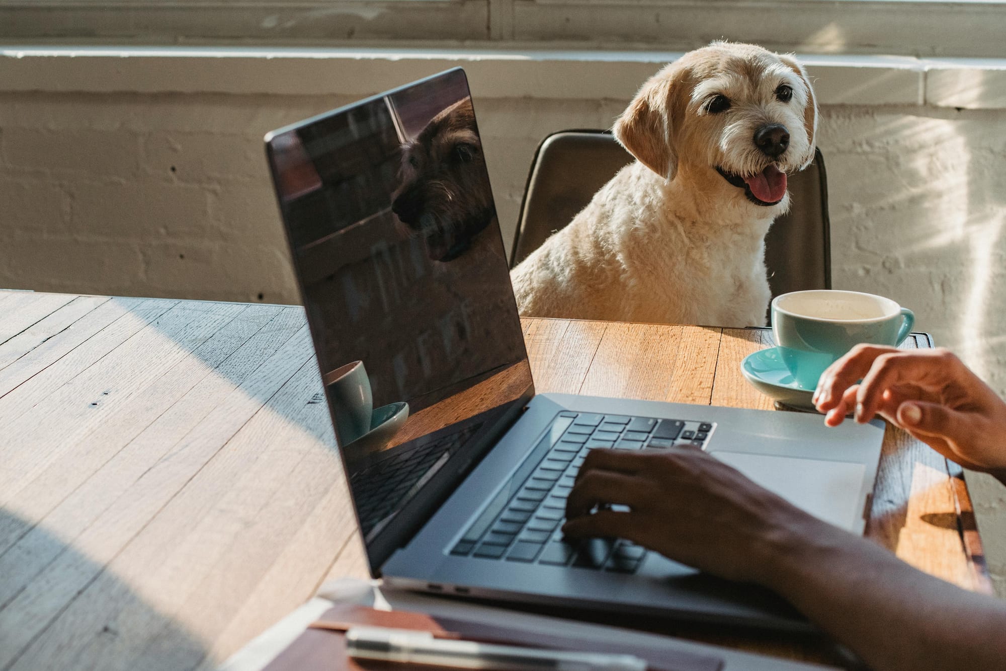 Dog and human searching online for pet meds - Petscribers