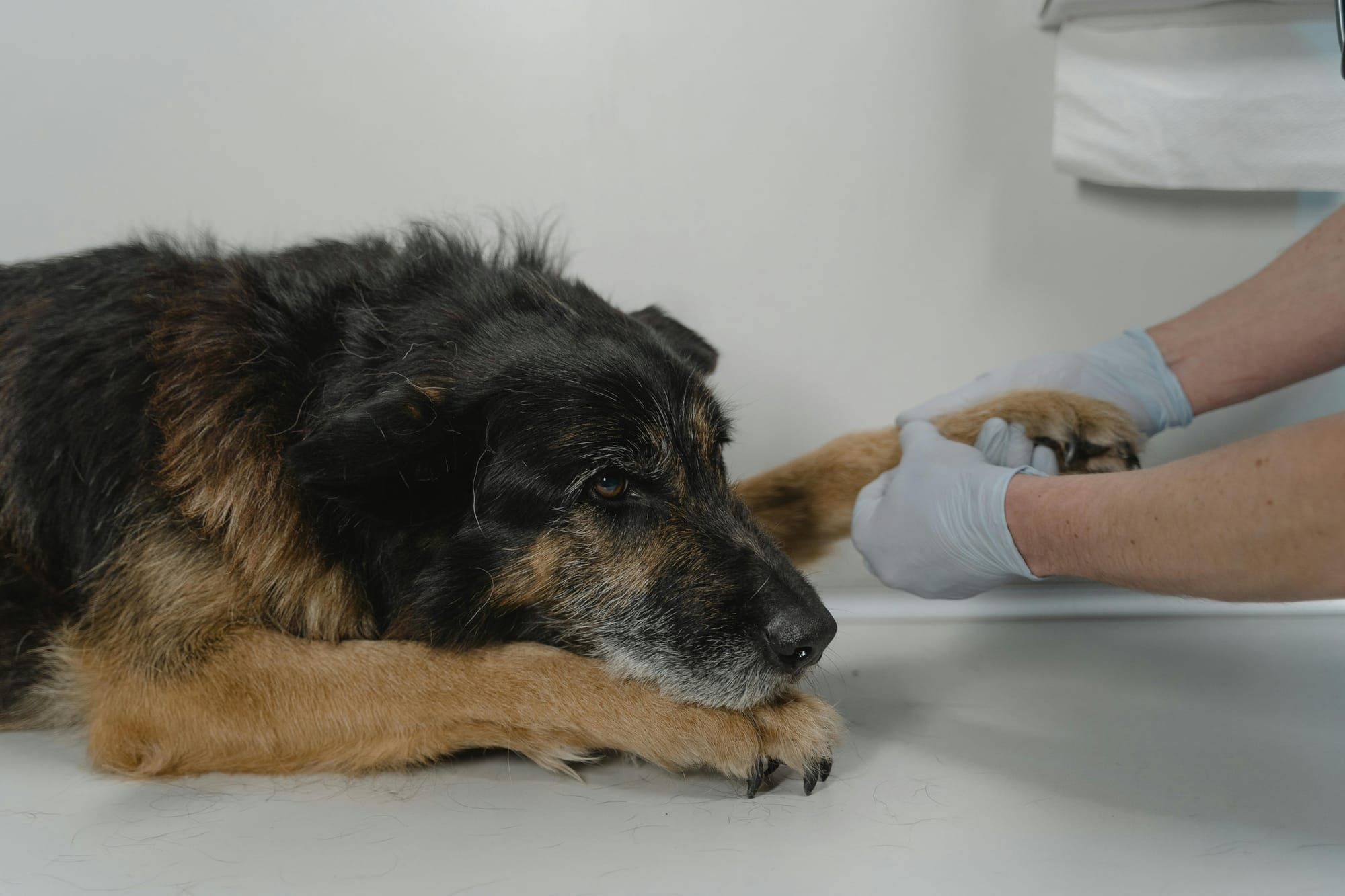 Older dog at the vet - Petscribers 