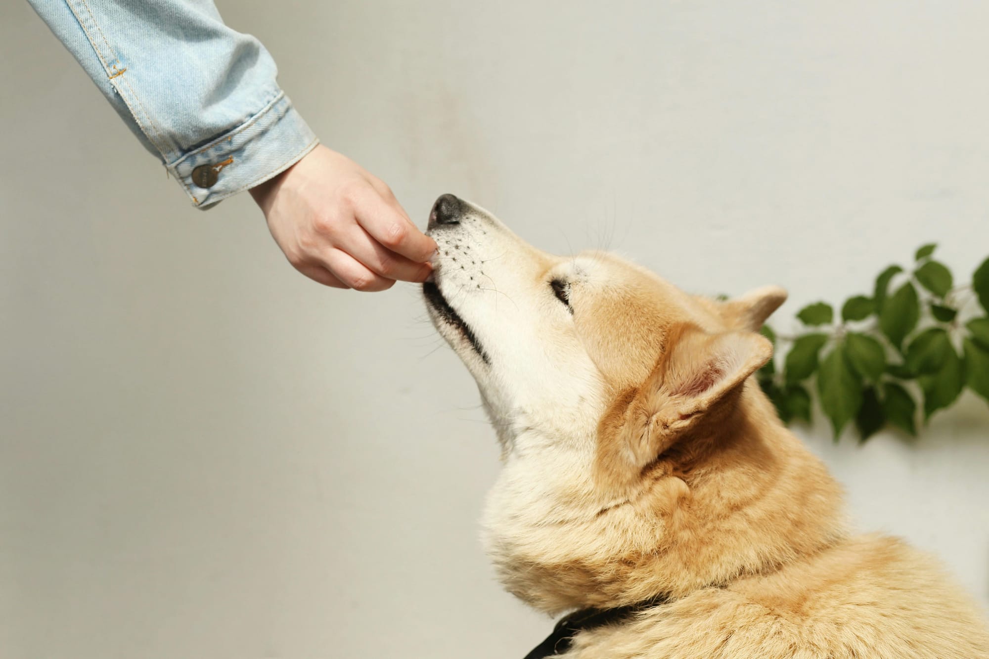 Petscribers Cookie Policy