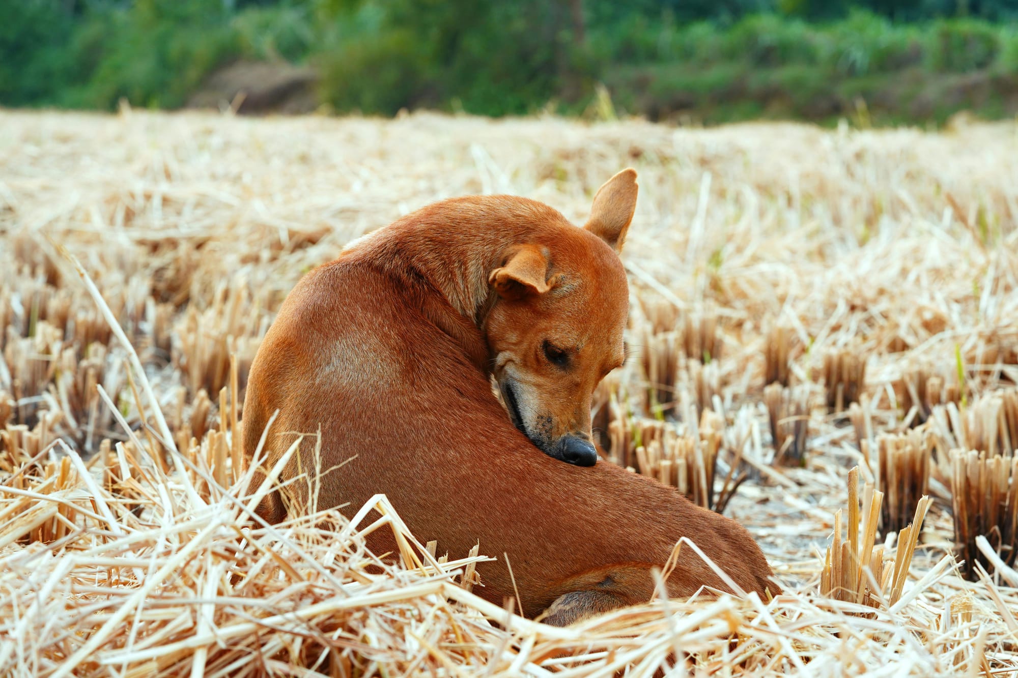 Itchy dog biting - seasonal allergies - Petscribers