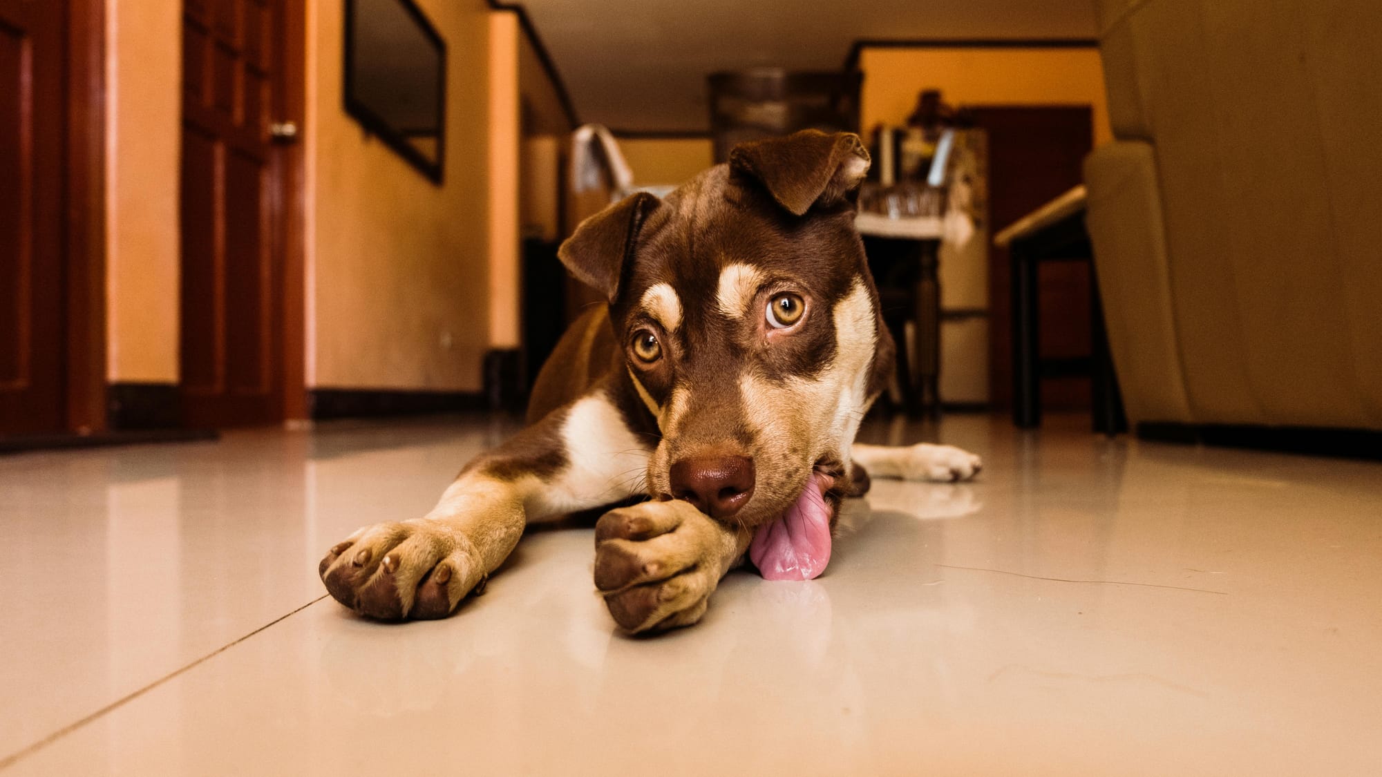 Dog licking paws - Seasonal Allergies - Petscribers