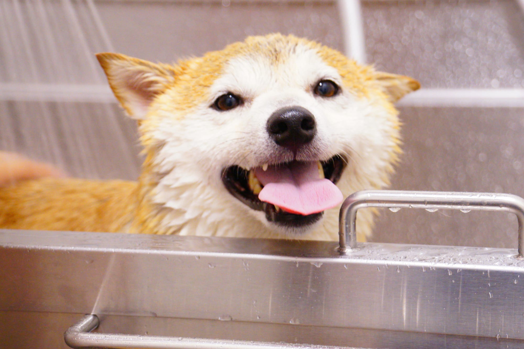 Dog grooming - seasonal allergies - Petscribers