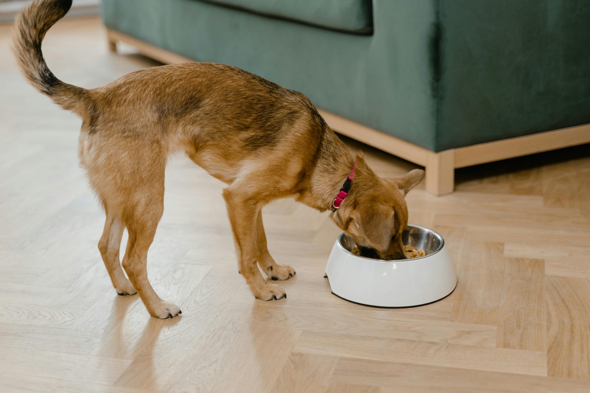 Dog eating - food allergies - Petscribers