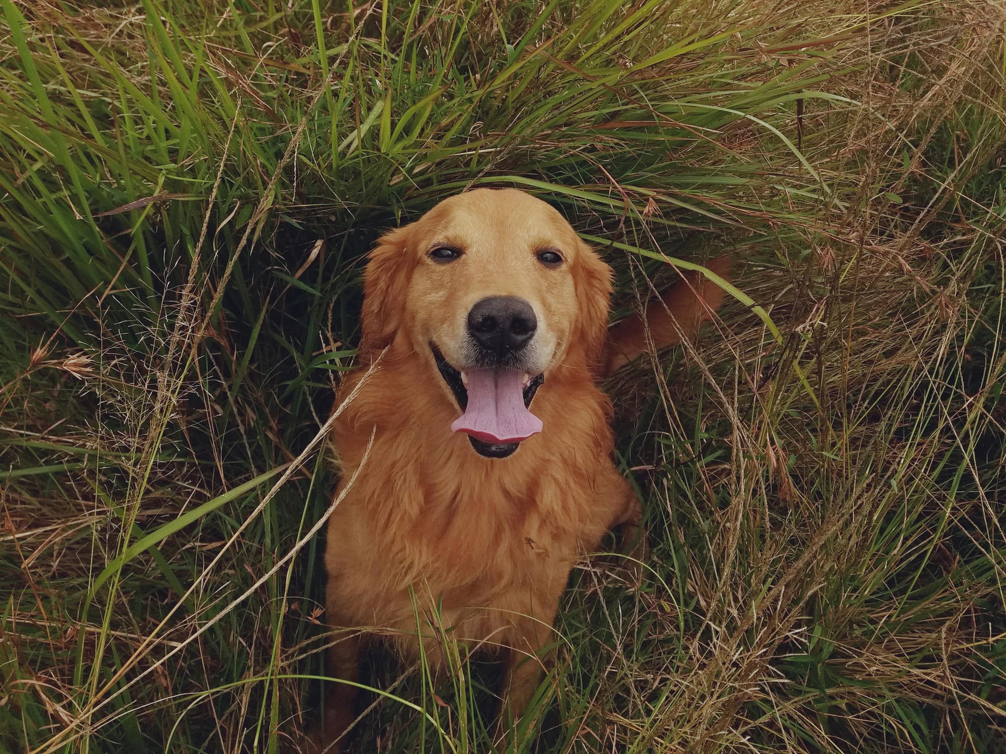 Dog in grass - seasonal allergies - Petscribers