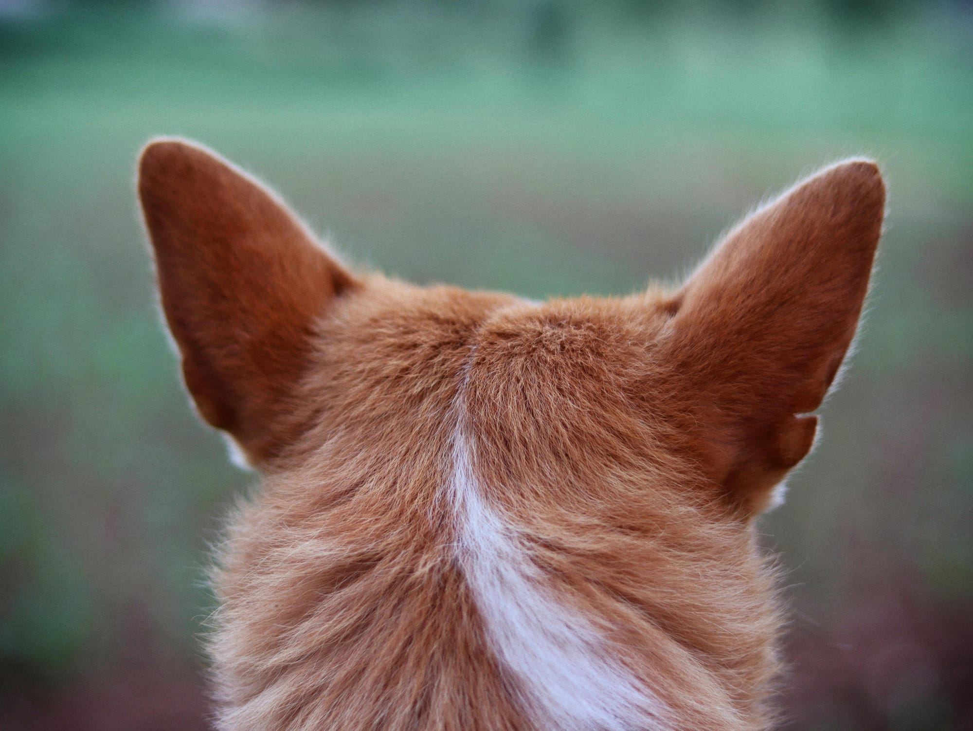 Dog ears - seasonal allergies in dogs - Petscribers