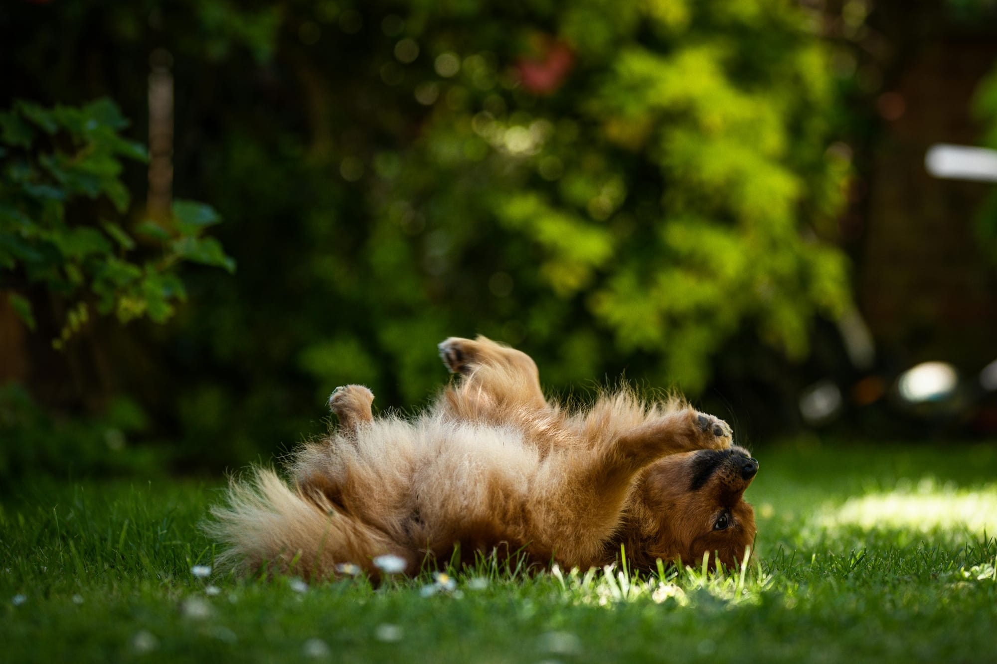 Seasonal allergies in dogs: what’s normal, what’s not, and how to help (Spring 2026)