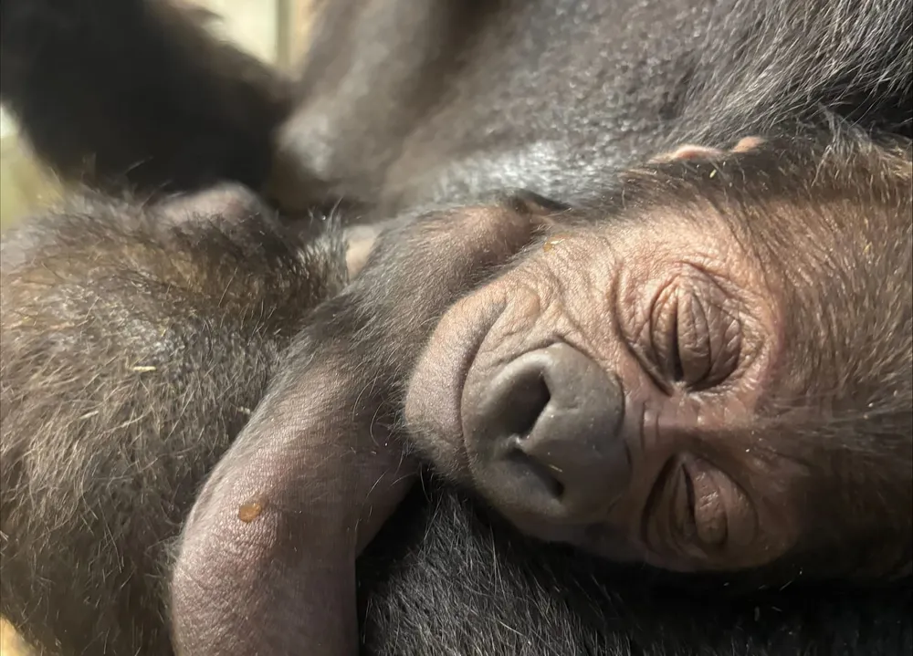 A baby gorilla has been born at the Detroit Zoo!