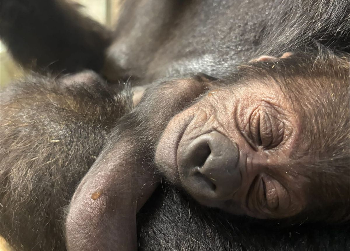 New Baby Gorilla Born at the Detroit Zoo