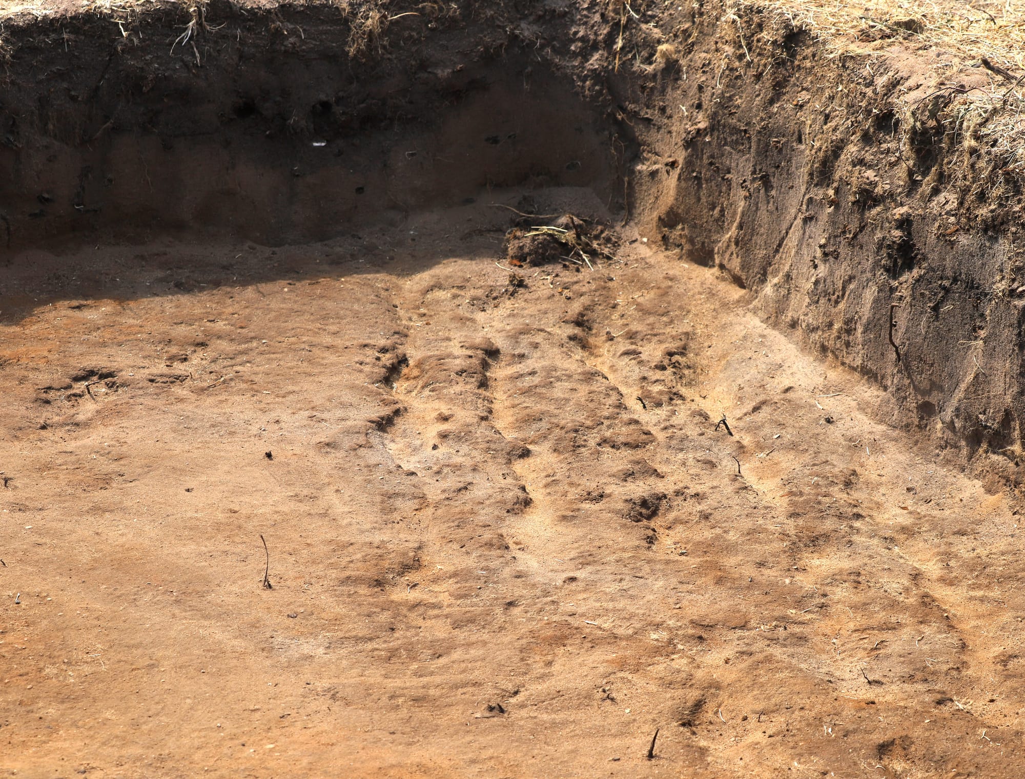 Signs of farming in the medieval period beneath the soil at a dig site on L'Ancresse Common
