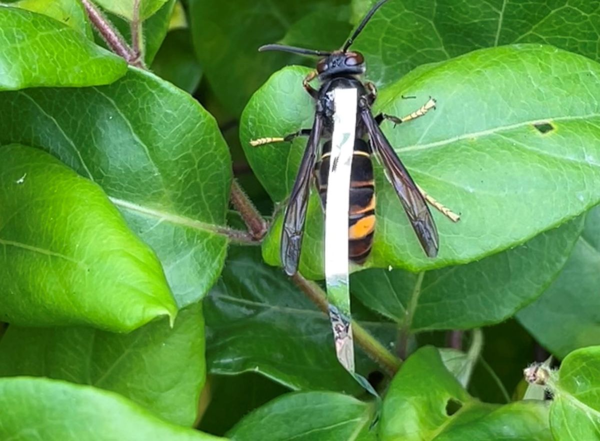Tinsel tracker technique leads to Asian hornet nest identification near Saints Bay