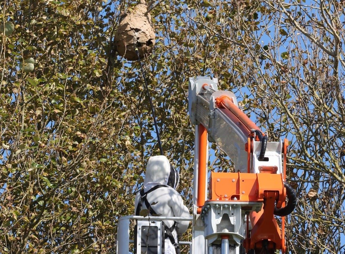 Two more Asian hornet nests removed in Guernsey
