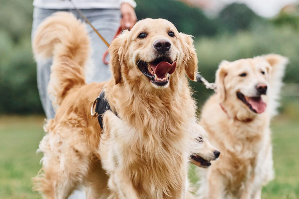 Licensing scheme for dog walkers, pet sitters, boarding kennels, using star ratings being rolled out