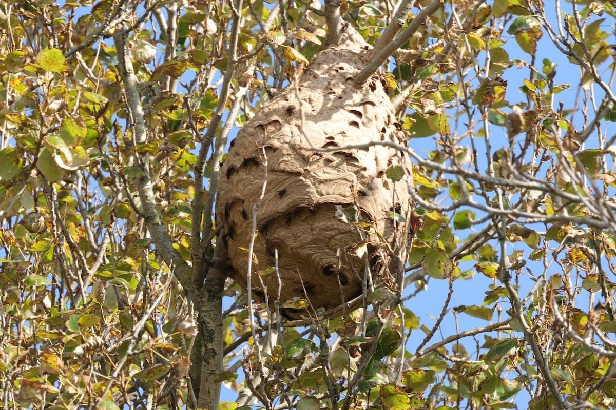 Watch out for early Asian hornet queens