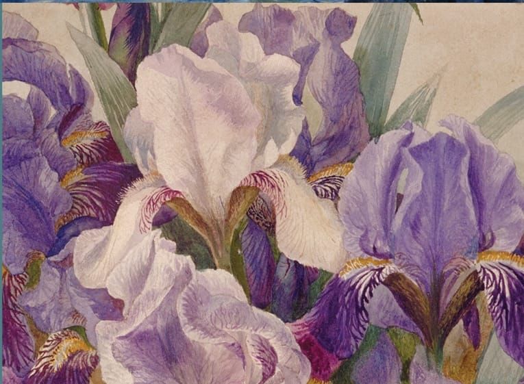 Lost in nature exhibition opens at Guernsey Museum