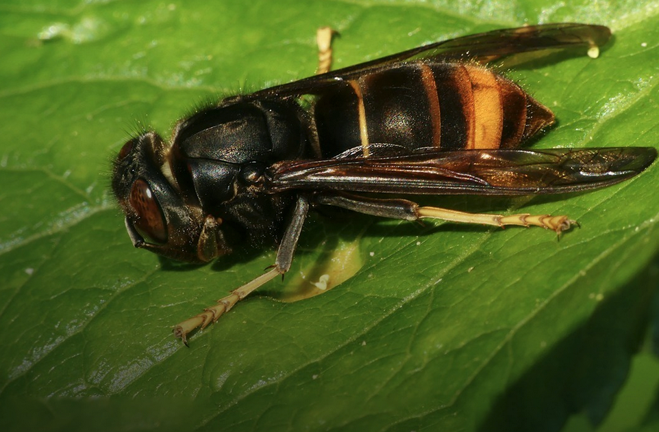 Asian hornet spring trapping programme launches for eighth year