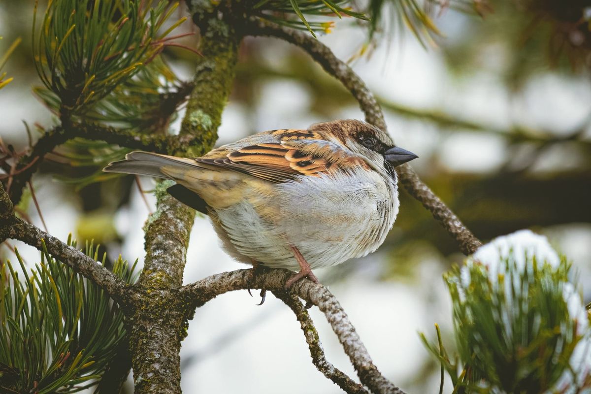 House sparrow tops Channel Islands bird count for second consecutive year