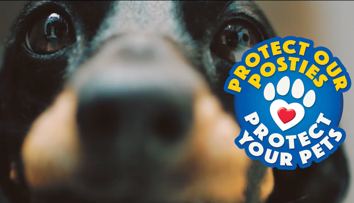 Guernsey posties face two dog bites every month as safety campaign launches