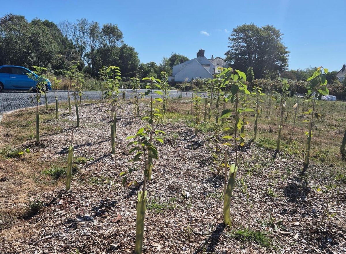 Guernsey environmental charity revises tree planting strategy amid climate pressures