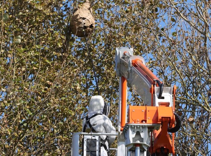 Two more Asian hornet nests removed in Guernsey