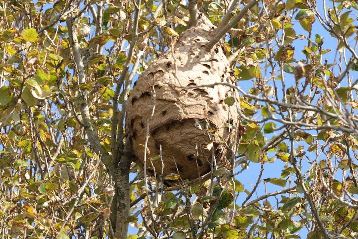 Watch out for early Asian hornet queens