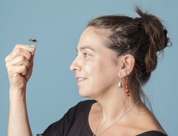 International expert to speak at Guernsey film premiere celebrating island pollinators