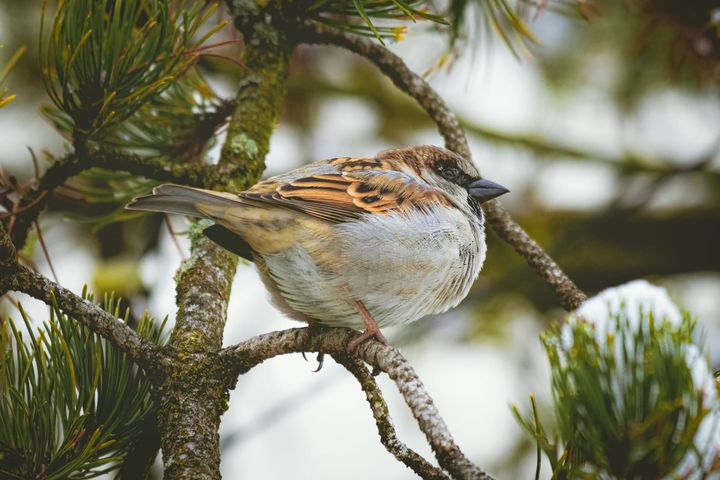House sparrow tops Channel Islands bird count for second consecutive year