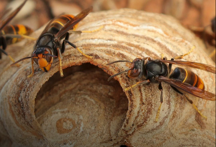 Islanders asked to 'track don't trample' Asian hornets