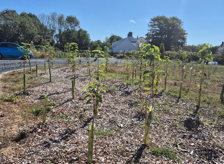 Guernsey environmental charity revises tree planting strategy amid climate pressures