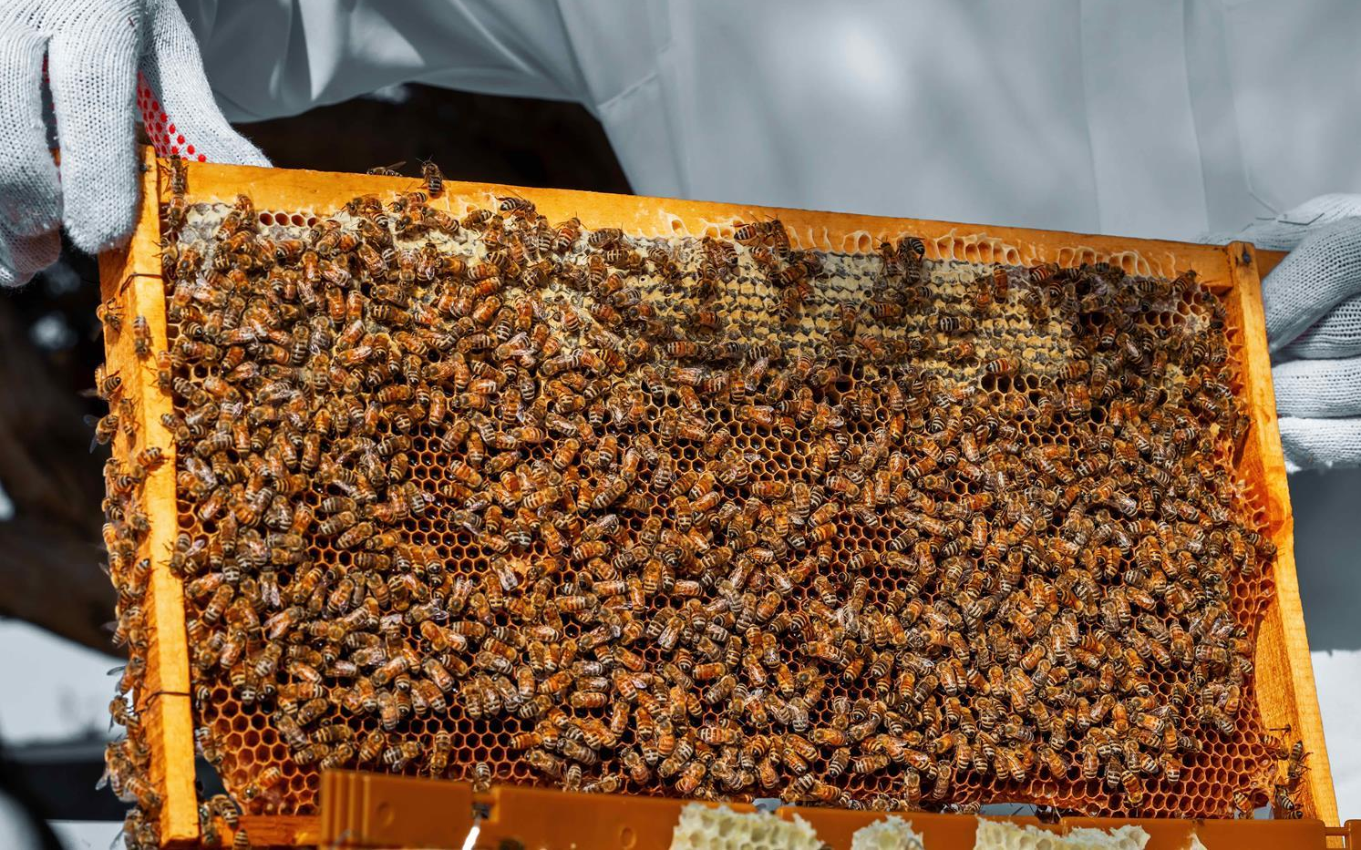 Saudi Feast Food Festival 2025: A 13-Region Taste Tour