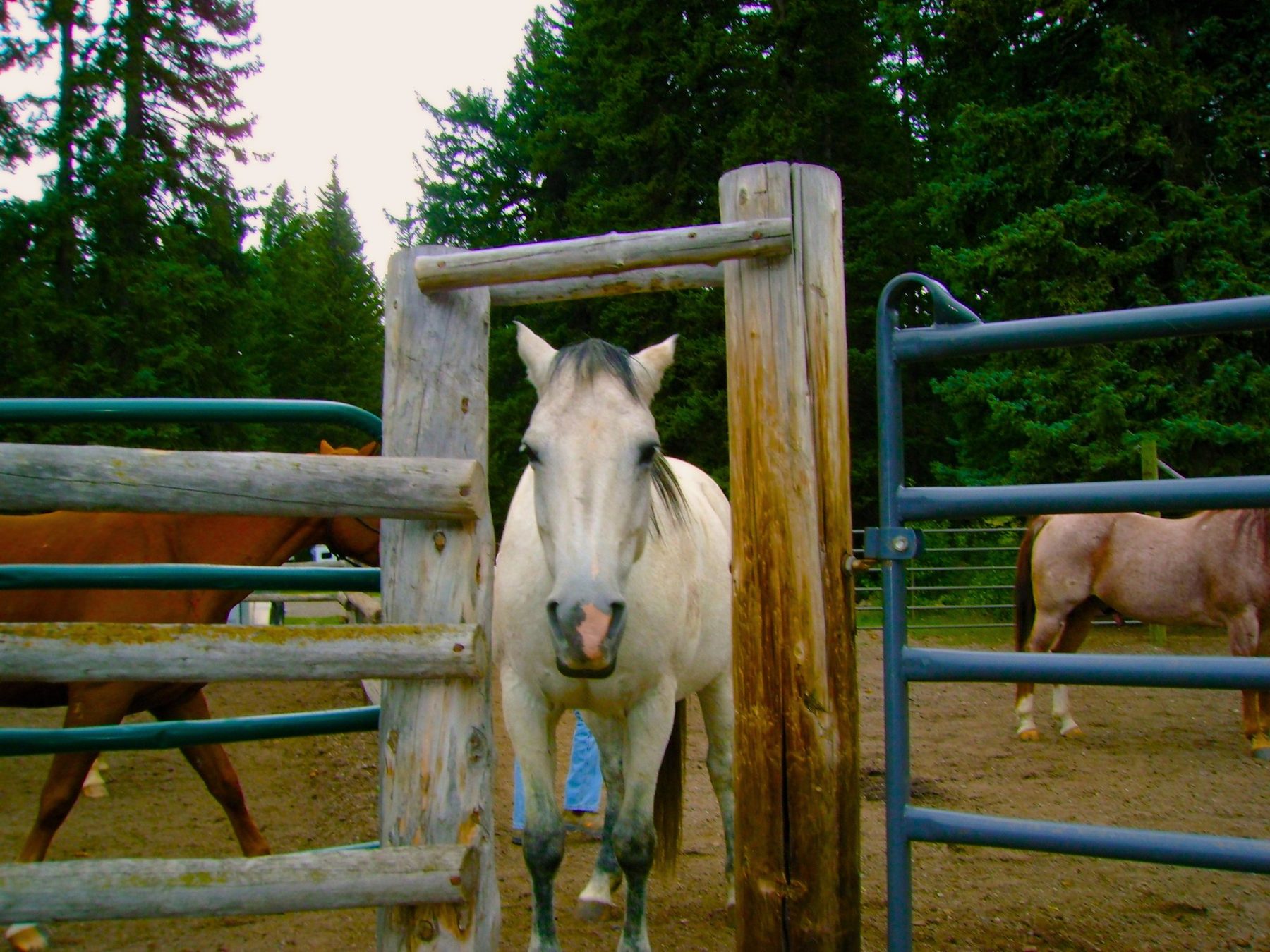 From Kara Hobby’s Wilson Mom summer: white horse at a wooden ranch gate among pines