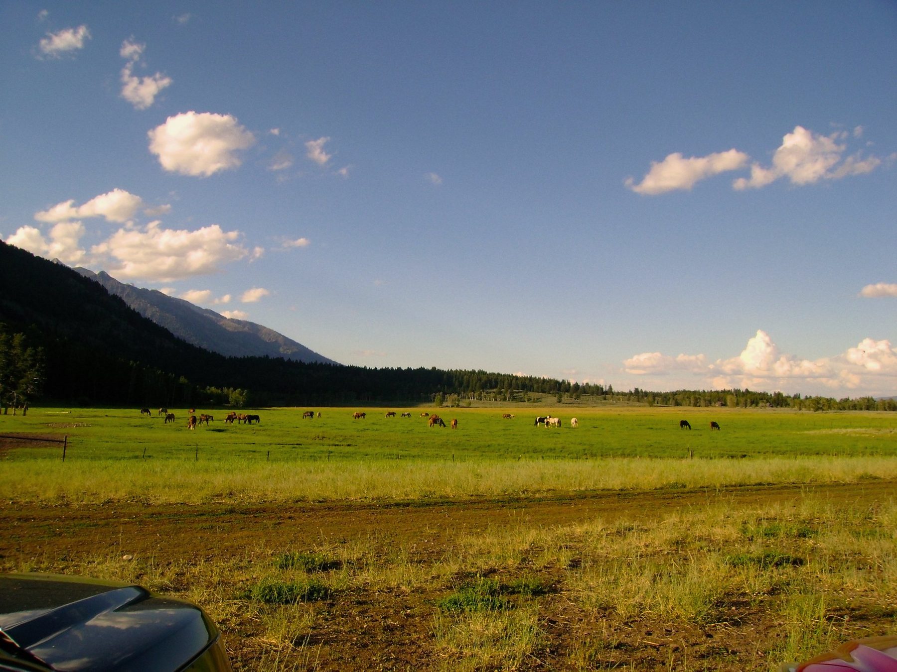 From Kara Hobby’s Wilson Mom summer: horses grazing in a wide ranch valley under big clouds