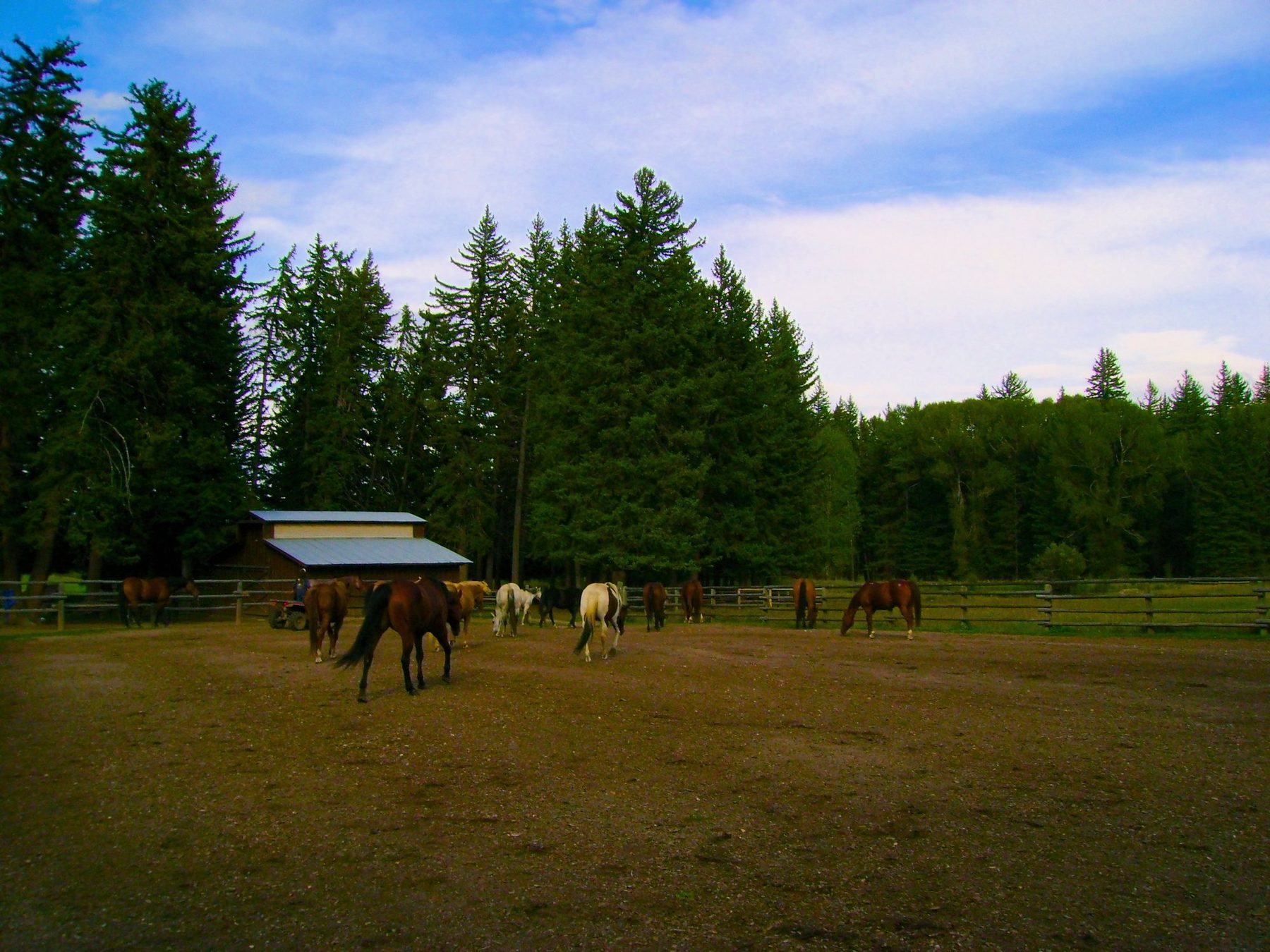 From Kara Hobby’s Wilson Mom summer: horses in a paddock at dusk