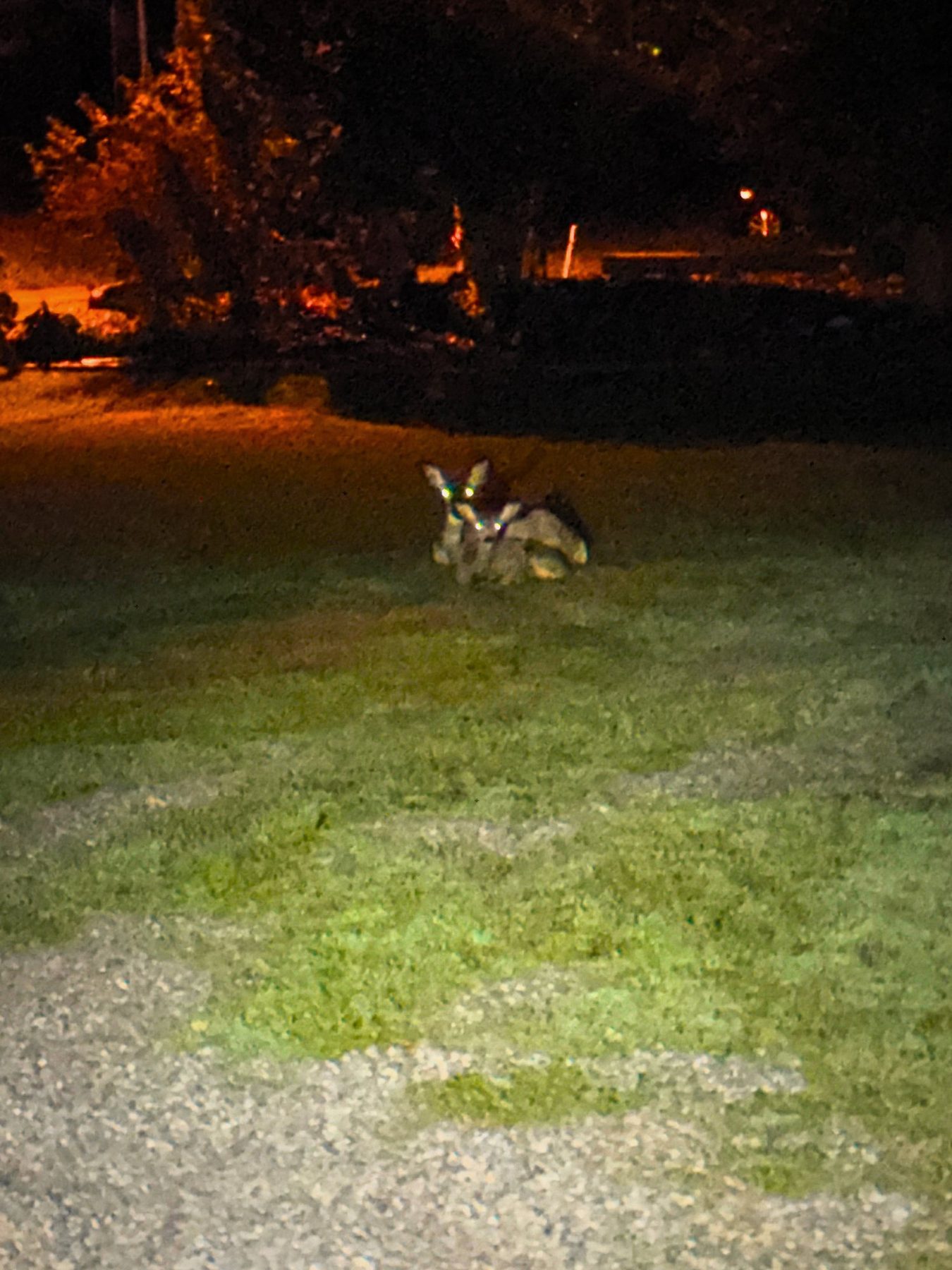 From Kara Hobby’s Wilson Mom summer: deer resting on a lawn at night