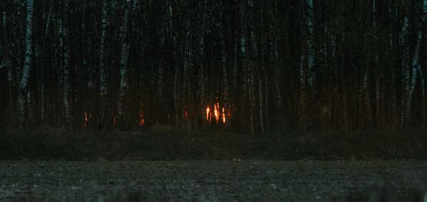 The glow of a campire can be seen glowing from the gaps between the trees in the forest