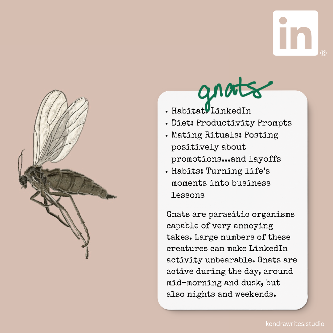 an illustration of a gnat with a satirical field guide description