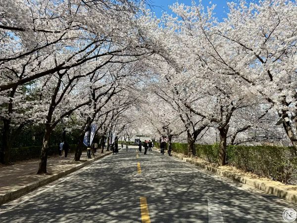 【韓國】釜山大邱櫻花景點推薦