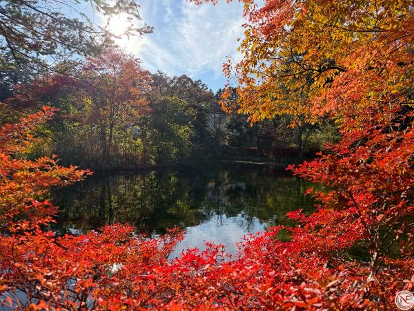 【日本】輕井澤 × 東京市區自由行