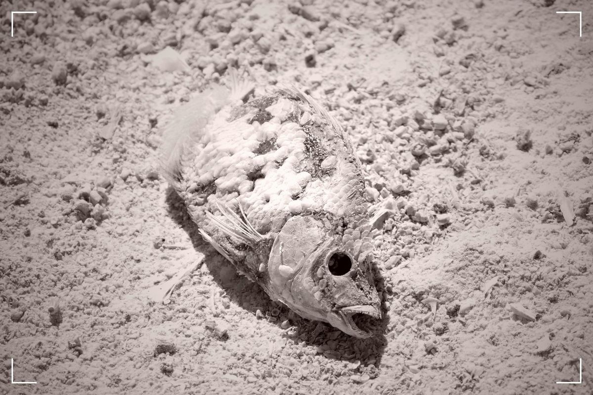A sun-dried fish fragment rests on the golden sand, its scales glistening under the relentless sun.