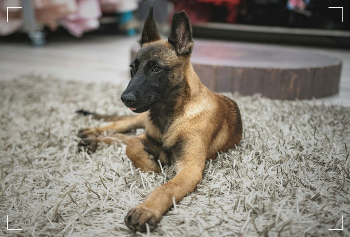 A Belgian Malinois puppy lying on a rug.
