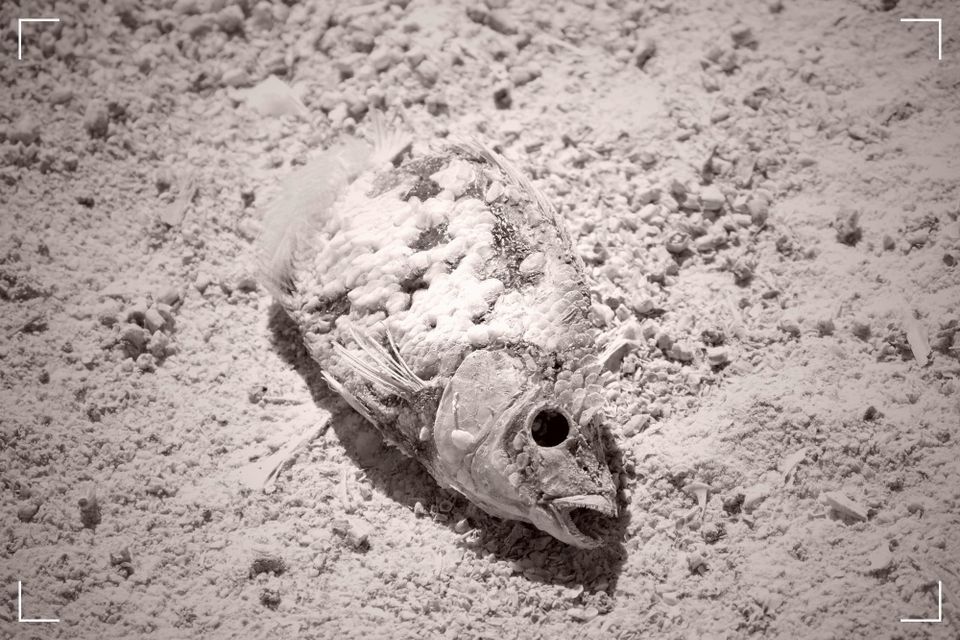 Berlin is circling the drain