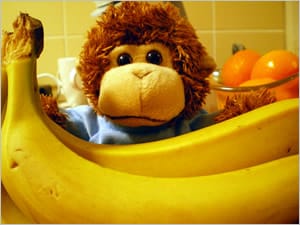 Help us feed Bob!